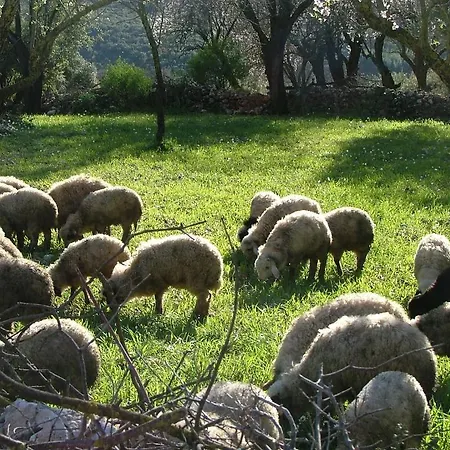 Eco-art Farm Каш